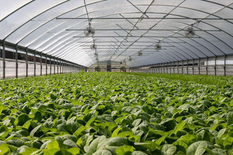 commercial grow room design plans